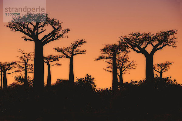 Affenbrotbäume (Adansonia grandidieri) bei Sonnenuntergang  Morondava  Provinz Toliara  Madagaskar
