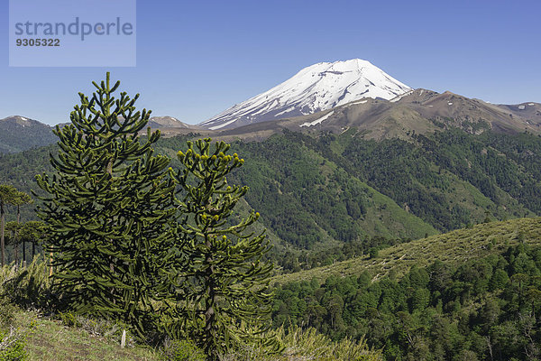 Chilenische Araukarie (Araucaria araucana) und Vulkan Lonquimay  Lonquimay  Región de la Araucanía  Chile