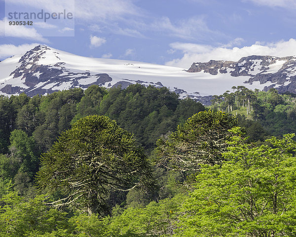 Chilenische Araukarie (Araucaria araucana)  Nationalpark Conguillío  Melipeuco  Región de la Araucanía  Chile