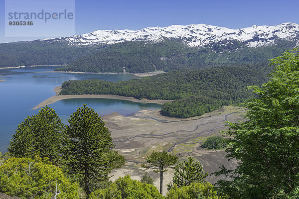 Chilenische Araukarien (Araucaria araucana) und Lago Conguillio  Nationalpark Conguillío  Melipeuco  Región de la Araucanía  Chile
