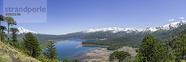 Chilenische Araukarien (Araucaria araucana)  Vulkan Llaima und Lago Conguillio  Nationalpark Conguillío  Melipeuco  Región de la Araucanía  Chile