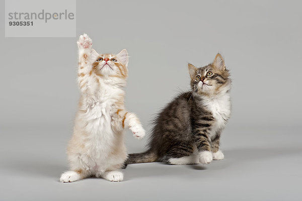 Zwei Sibirische Waldkatzen  Kitten  7 Wochen