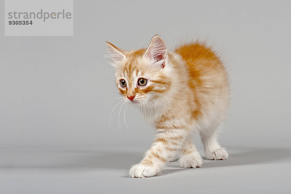 Sibirische Waldkatze  Kitten  7 Wochen