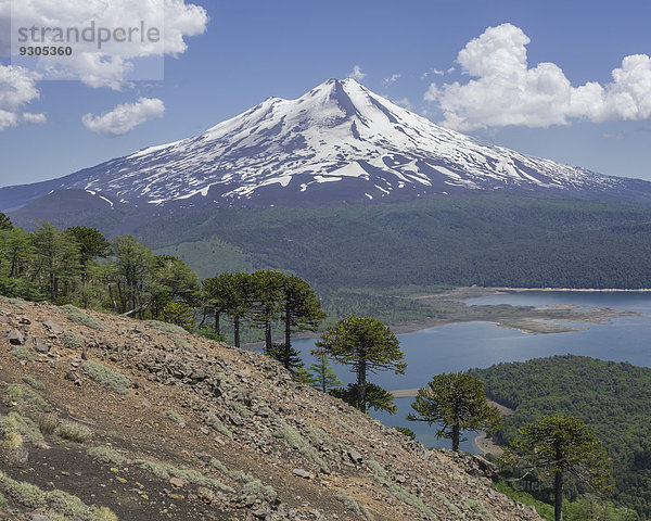 Chilenische Araukarien (Araucaria araucana)  Vulkan Llaima und Lago Conguillio  Nationalpark Conguillío  Melipeuco  Región de la Araucanía  Chile