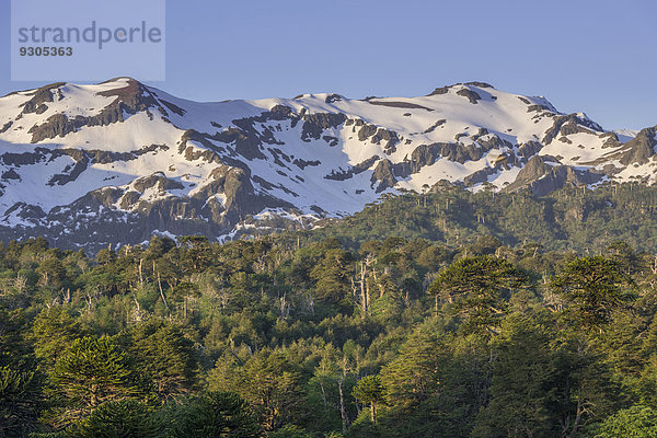 Wald mit Chilenischen Araukarien (Araucaria araucana) und schneebedeckten Berge  Nationalpark Conguillío  Melipeuco  Región de la Araucanía  Chile