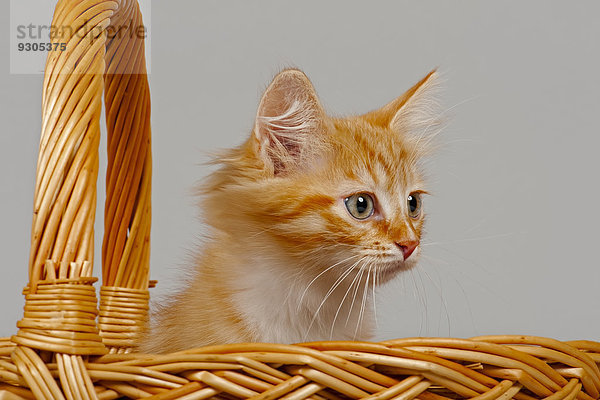 Sibirische Waldkatze  Kitten  7 Wochen  in einem Korb