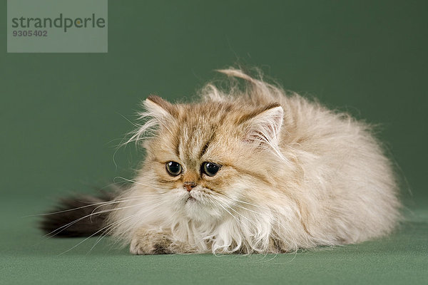 Perser Kitten mit Nase  Golden Shaded