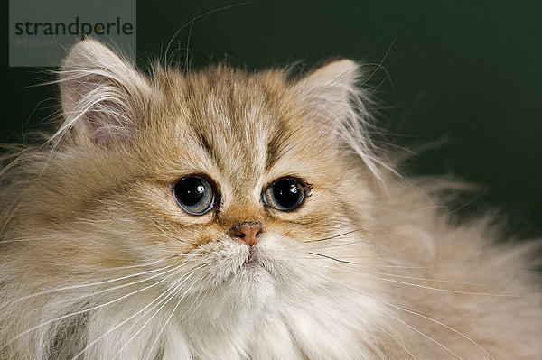 Persian Kitten  Golden Shaded  with nose
