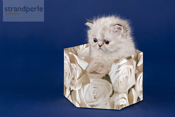Perser Kitten  5 Wochen  mit Nase  in einer Schachtel