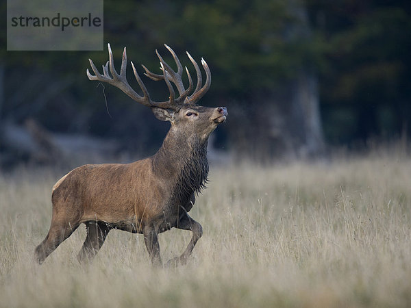 Rothirsch (Cervus elaphus)  Hirschbrunft  Kopenhagen  Dänemark