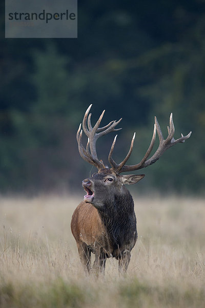 Rothirsch (Cervus elaphus)  Hirschbrunft  Kopenhagen  Dänemark