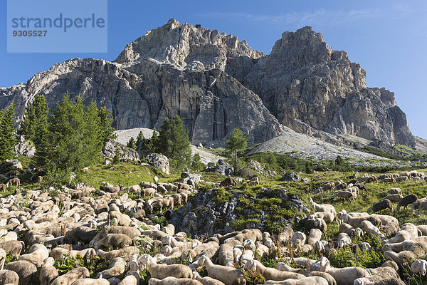 Schaf Ovis aries Herde Herdentier Vogelschwarm Vogelschar Venetien Seilbahn Italien Haltestelle Haltepunkt Station