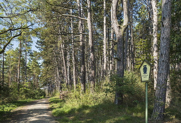 Waldkiefer-Bestand (Pinus sylvestris)  Naturschutzgebiet  ehemalige innerdeutsche Grenze  Grünes Band  bei Gedenkstätte Point Alpha  Geisa  Rhön  Thüringen  Deutschland