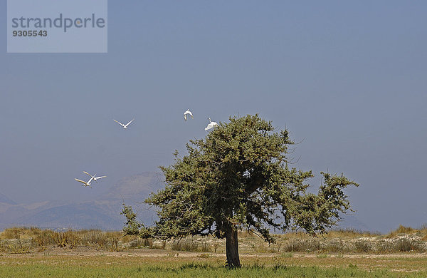 Freistehender Wacholderbaum (Juniperus sp.)  Flamingos im Flug  Tigaki  Kos  Griechenland