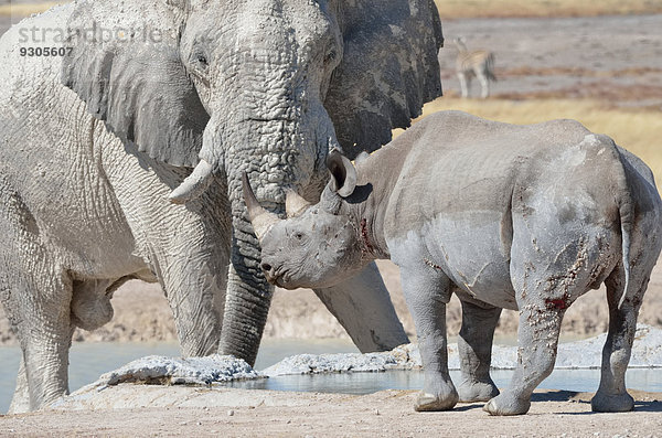Afrikanischer Elefant (Loxodonta africana)  Bulle und Spitzmaulnashorn (Diceros bicornis)  Angesicht zu Angesicht  am Wasserloch  Etosha Nationalpark  Namibia  Afrika