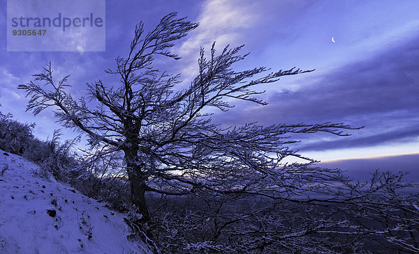 Baum im Schnee bei Sonnenaufgang  Monte Catria  Apennin  Region Marken  Italien