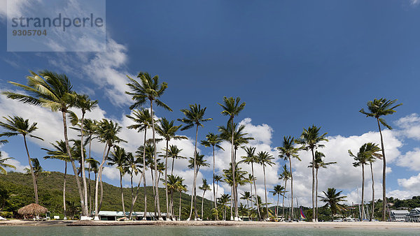 Palmen am Strand  Marigot Bay  Castries  St. Lucia