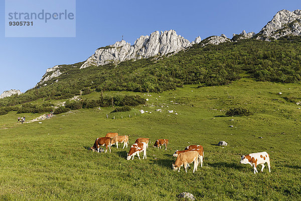 Kühe auf Alm  Kampenwand und Steinlingalm  Aschau im Chiemgau  Chiemgauer Alpen  Oberbayern  Bayern  Deutschland
