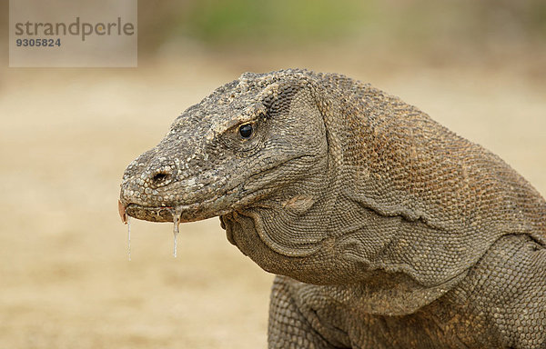 Komodowaran (Varanus komodoensis)  Insel Rinca  Nationalpark Komodo  Indonesien