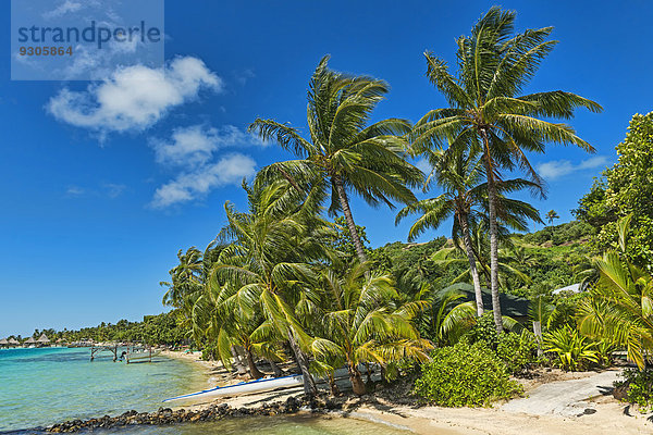 Strand mit üppiger Vegetation  Bora Bora  Französisch-Polynesien