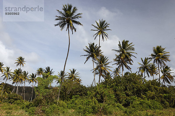 Kokospalmen (Cocos nucifera)  Little Tobago  Trinidad und Tobago