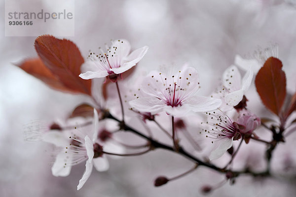 Blüte der Kirschpflaume (Prunus cerasifera)  Nordrhein-Westfalen  Deutschland