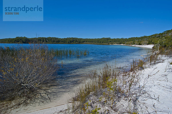 See McKenzie Lake  Fraser Island  Queensland  Australien