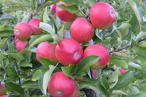 Rote Äpfel  Apfelsorte Braeburn  Baden-Württemberg  Deutschland