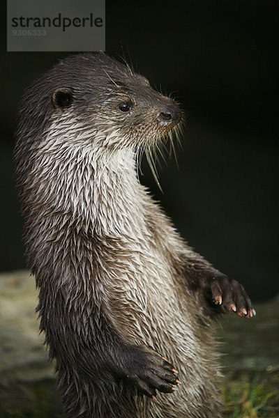 Fischotter (Lutra lutra)  stehend  captive
