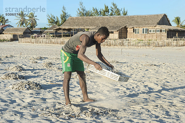 Madagassischer Fischer sammelt getrockneten Fisch am Strand  Morondava  Provinz Toliara  Madagaskar