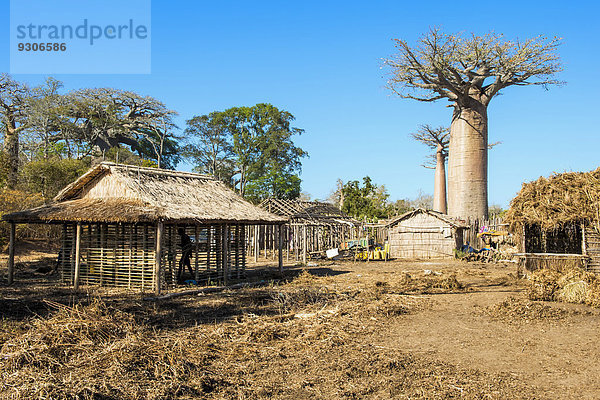 Afrikanische Affenbrotbaum Adansonia digitata Tradition Baum Gebäude Reetdach Madagaskar