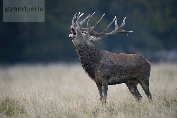 Röhrender Rothirsch (Cervus elaphus)  Kopenhagen  Dänemark