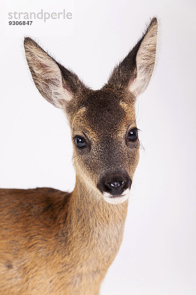 Reh (Capreolus capreolus)  Rehkitz  Portrait  captive