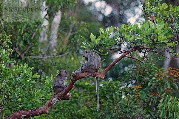 Zwei Langschwanz-Makaken  Javaneraffen oder Krabbenesser (Macaca fascicularis)  Nationalpark Tanjung Puting  Zentralkalimantan  Borneo  Indonesien