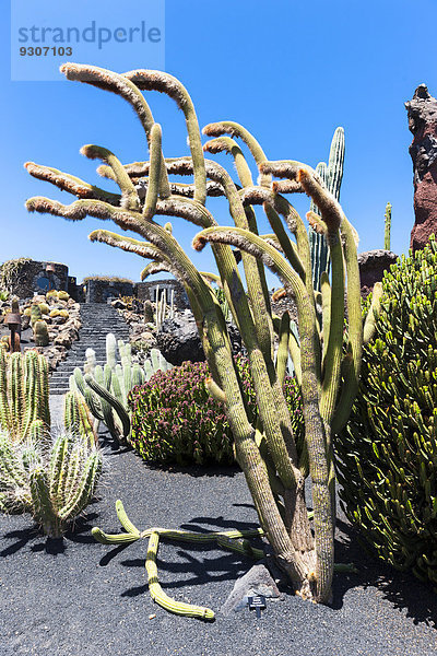 Espostoa guentheri Kaktus  Guatiza  Lanzarote  Kanarische Inseln  Spanien