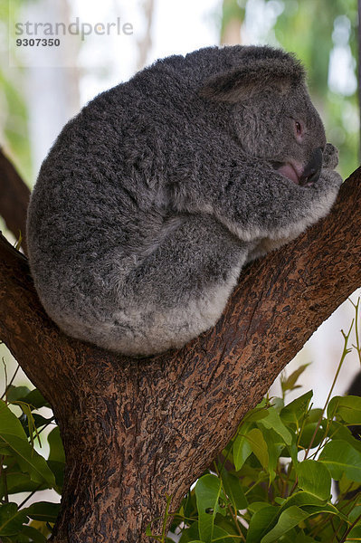 Koala (Phascolarctos cinereus)  Townsville  Queensland  Australien