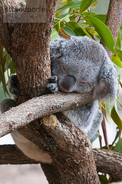 Koala (Phascolarctos cinereus)  Townsville  Queensland  Australien