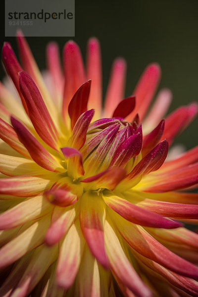 Blüte einer Kaktus-Dahlie