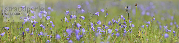 Zwerg-Glockenblumen auf einer Wiese