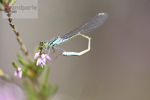 Hufeisen-Azurjungfer auf einer Erica-Blüte