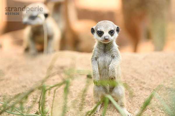 Zwei junge Erdmännchen