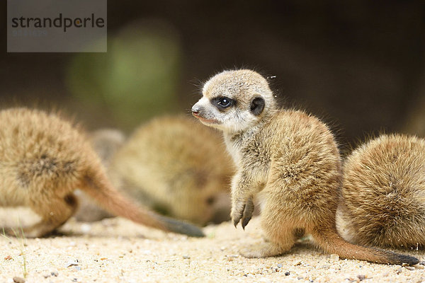 Junge Erdmännchen