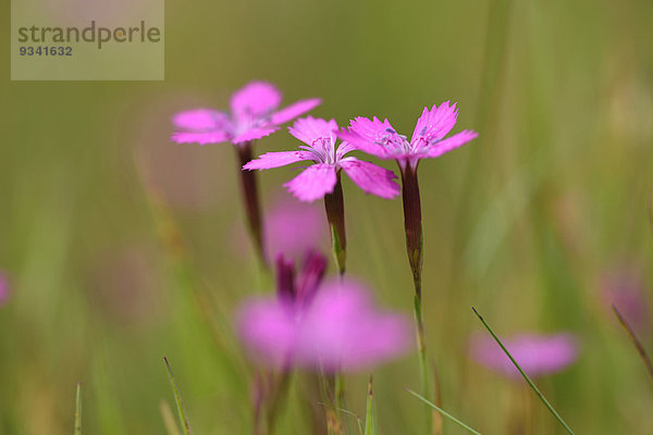 Nahaufnahme einer Heide-Nelke