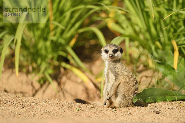 Junges Erdmännchen