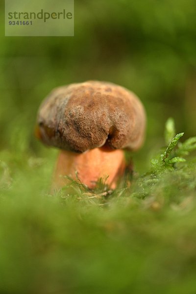 Flockenstieliger Hexen-Röhrling