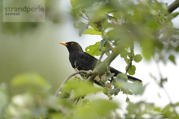 Amsel auf einem Zweig