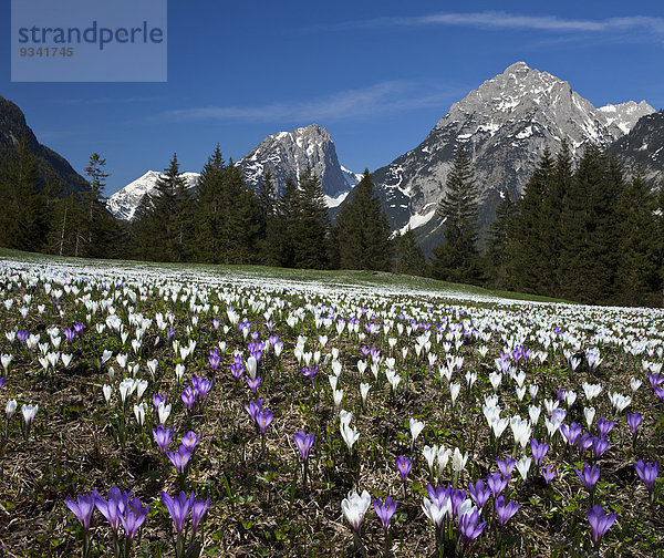 Krokus auf der Wiese  Gehrenspitze  Wettersteingebirge  Ötztal  Tirol  Österreich  Europa