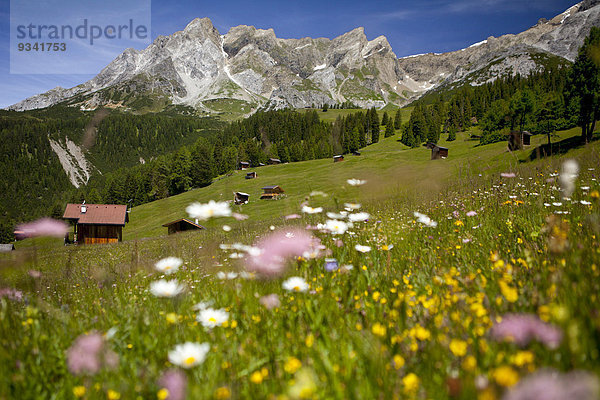 Dawinalm und Lechtaler Alpen  Tirol  Österreich  Europa