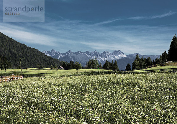Wiese und Kalkkögel  Stubaier Alpen  Tirol  Österreich  Europa