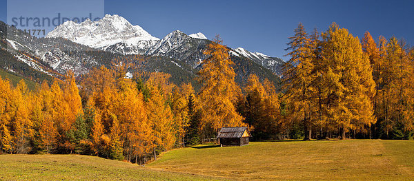 Mieminger Gebirge und Lärchenwald  Tirol  Österreich  Europa